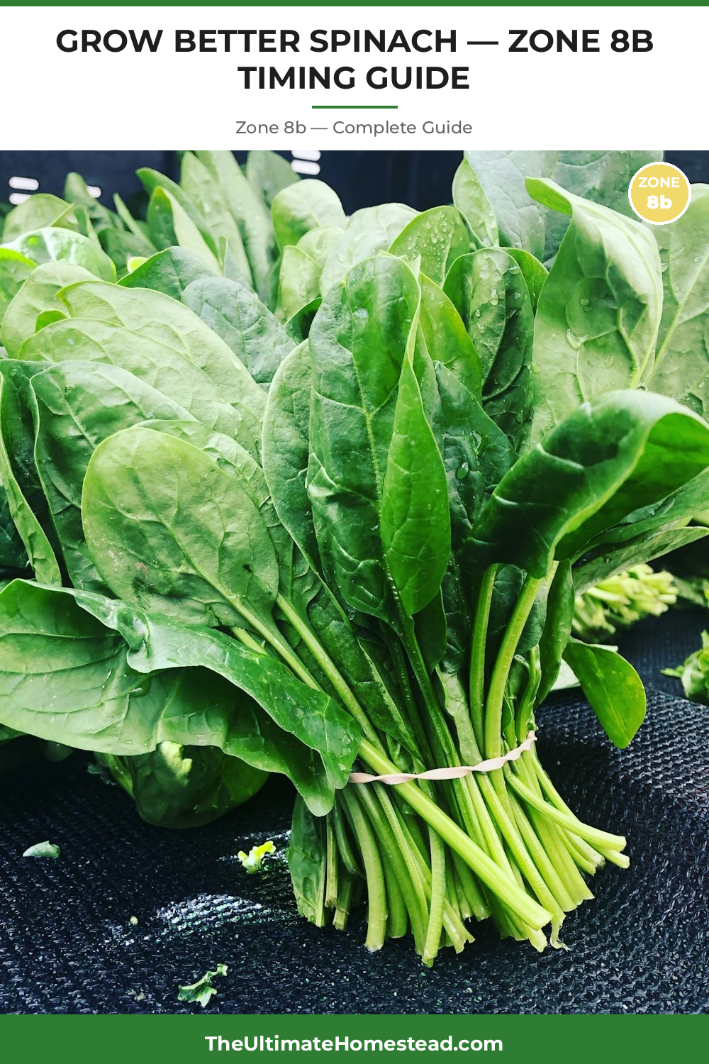 When to Plant Spinach in Zone 8b