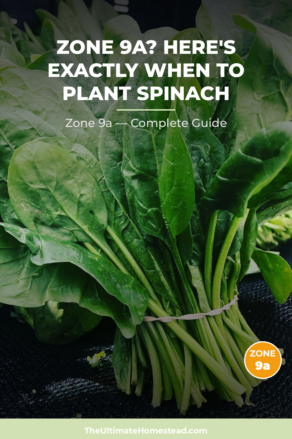 When to Plant Spinach in Zone 9a