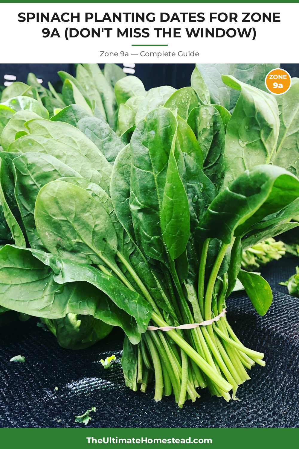 When to Plant Spinach in Zone 9a