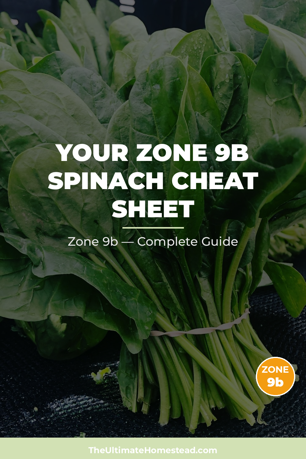 When to Plant Spinach in Zone 9b