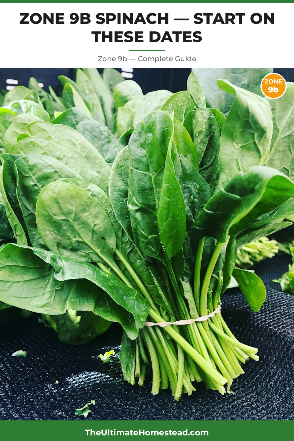 When to Plant Spinach in Zone 9b