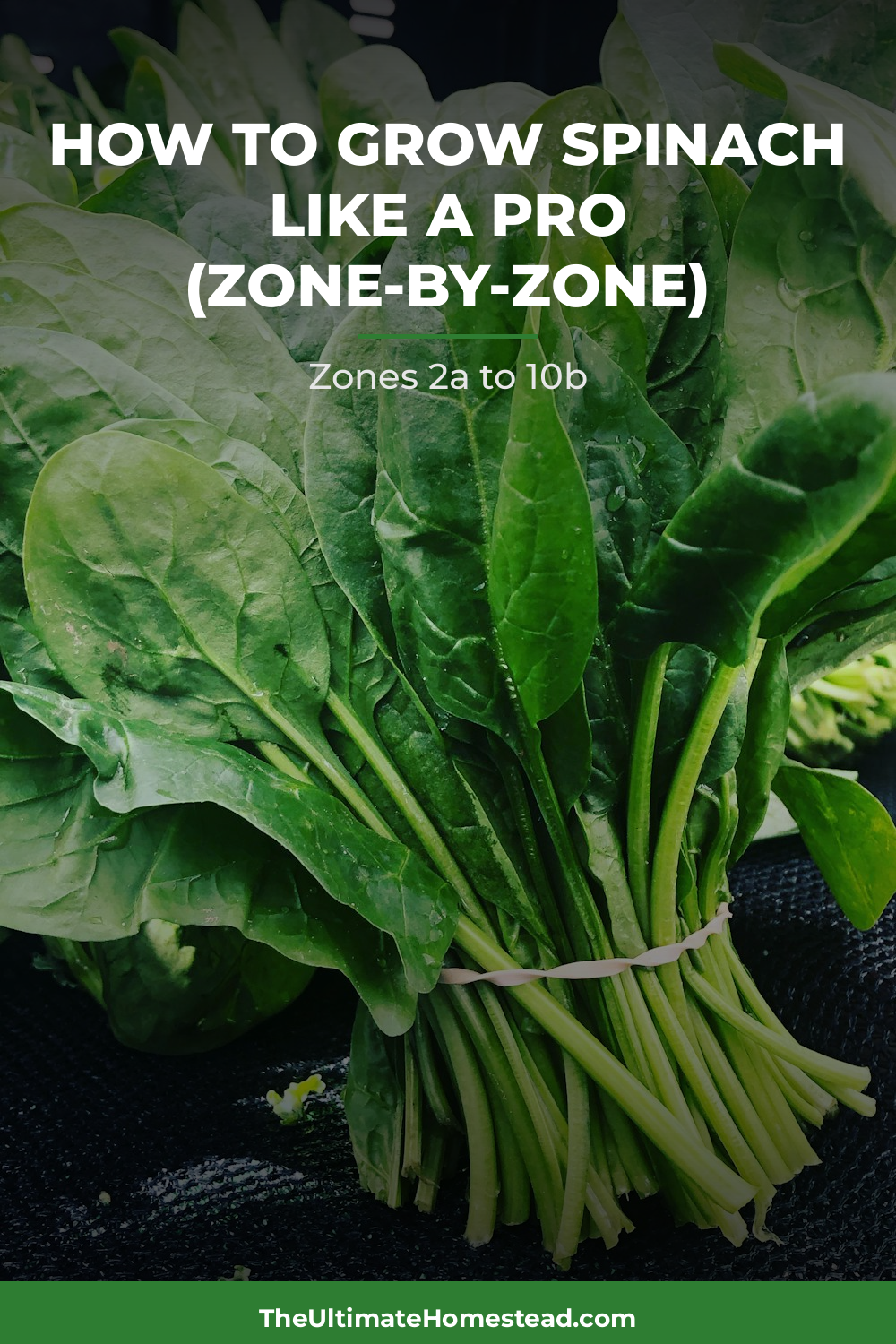 Spinach Planting Guide