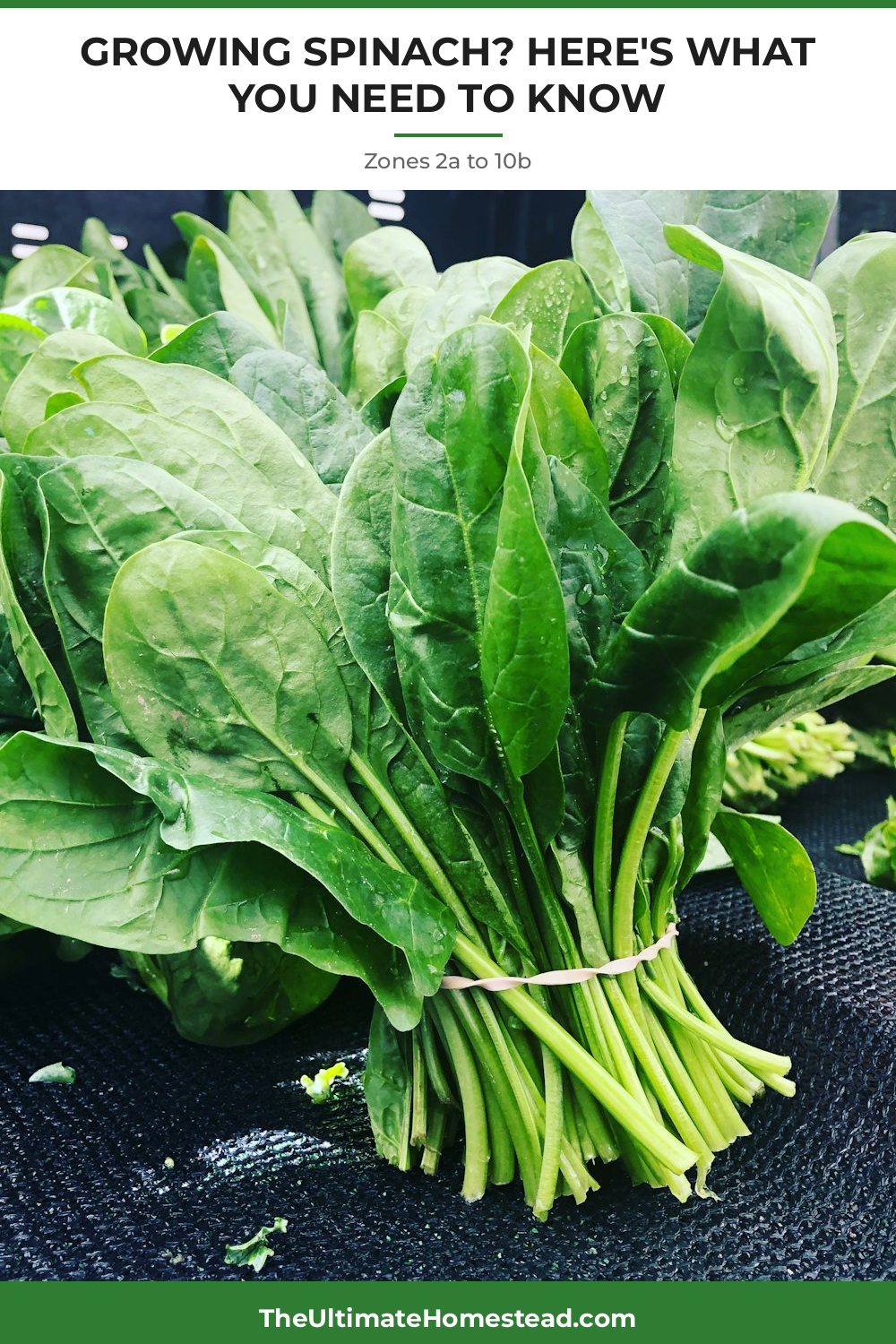 Spinach Planting Guide