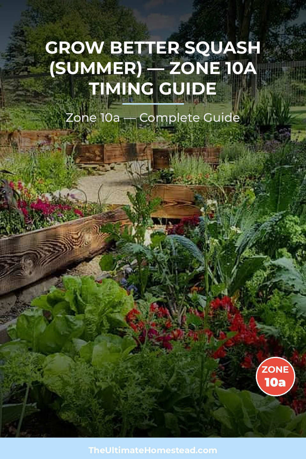 When to Plant Squash (Summer) in Zone 10a