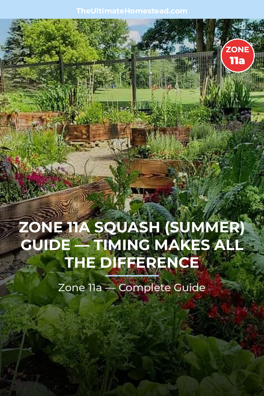 When to Plant Squash (Summer) in Zone 11a