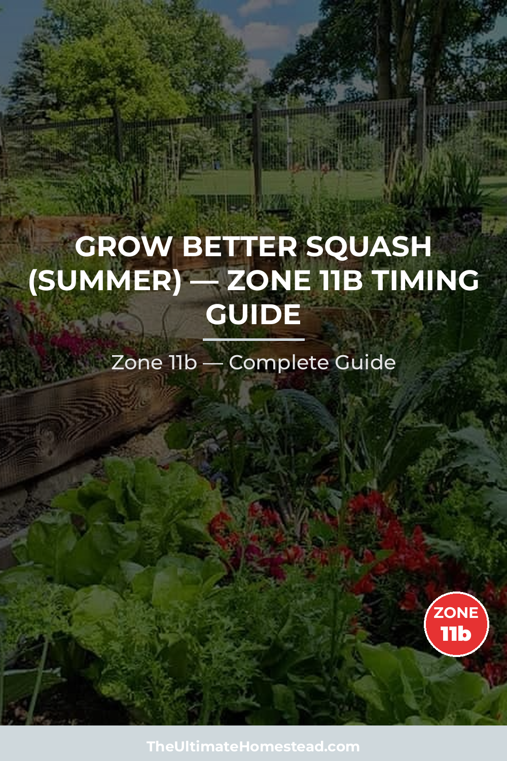 When to Plant Squash (Summer) in Zone 11b