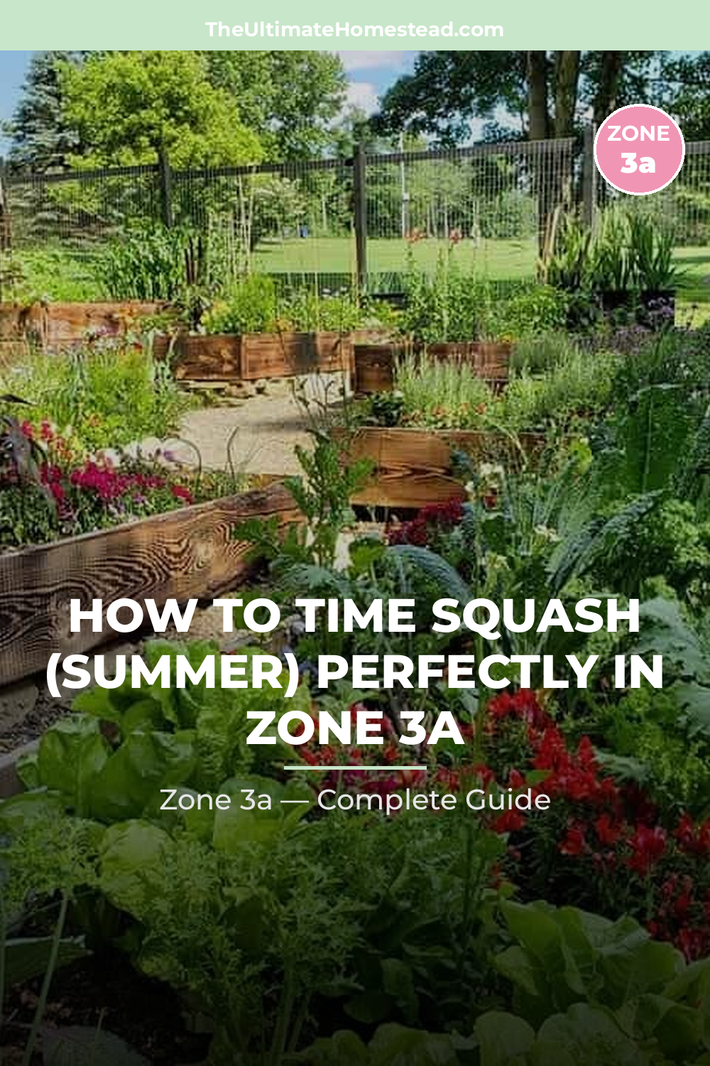 When to Plant Squash (Summer) in Zone 3a