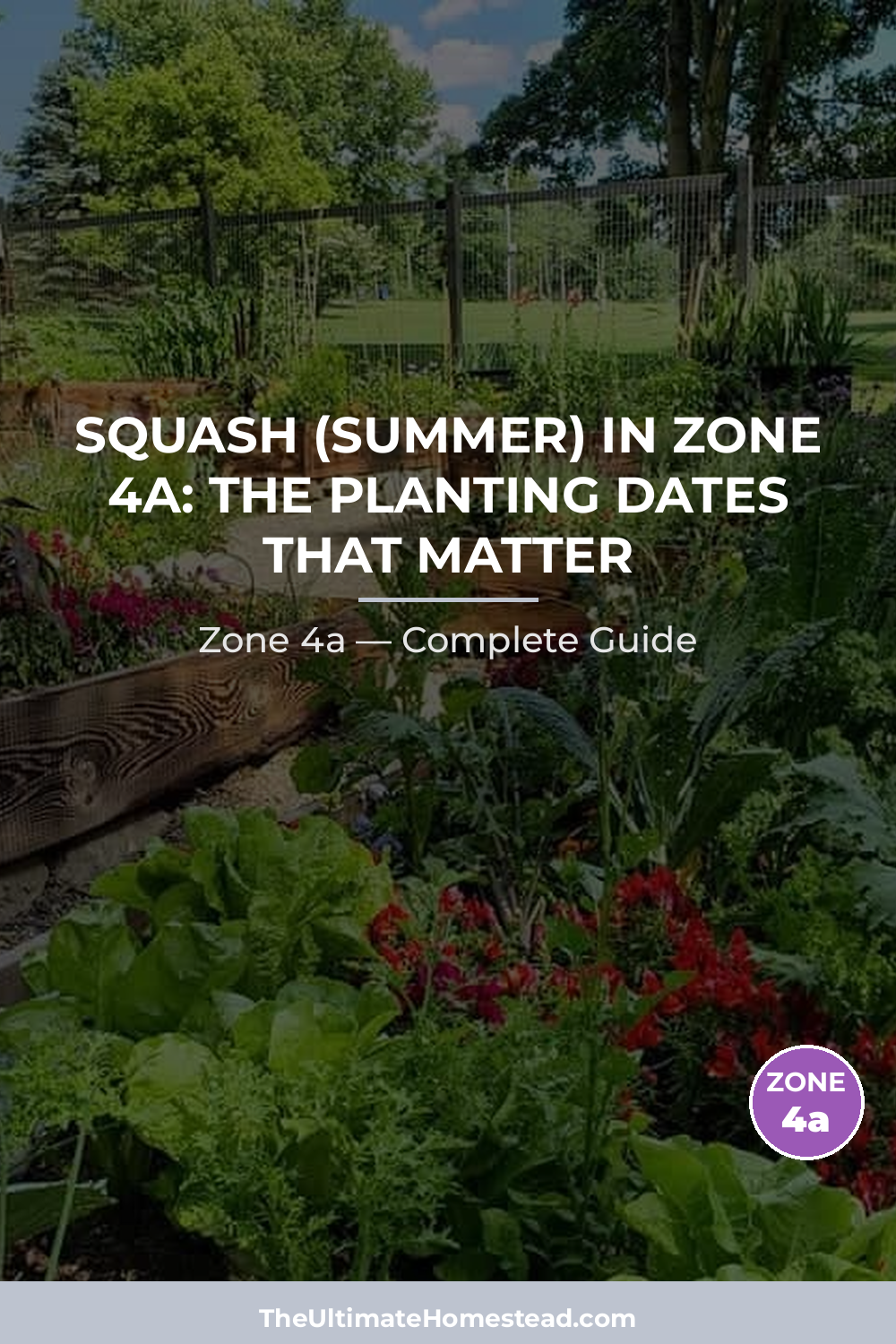 When to Plant Squash (Summer) in Zone 4a