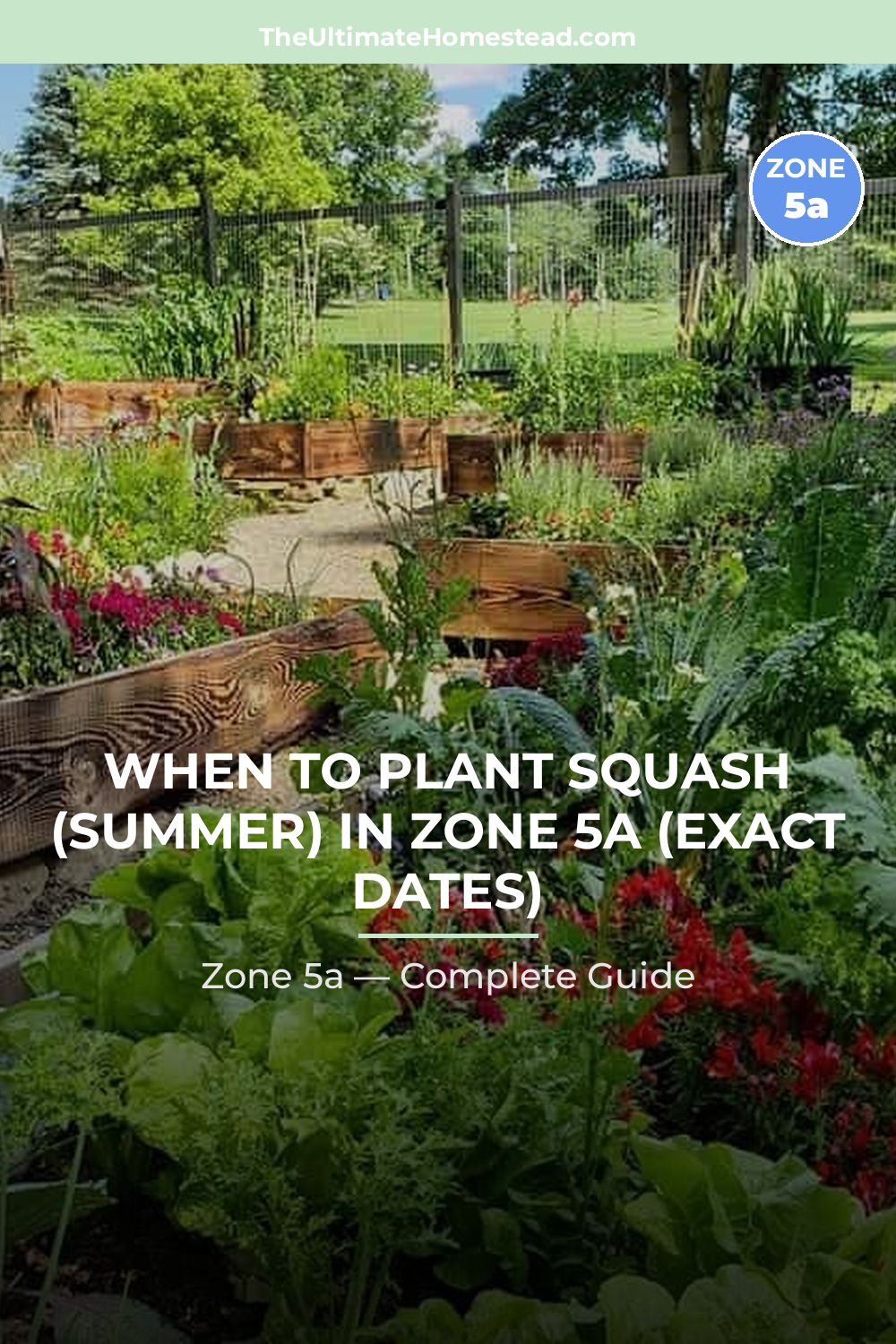 When to Plant Squash (Summer) in Zone 5a