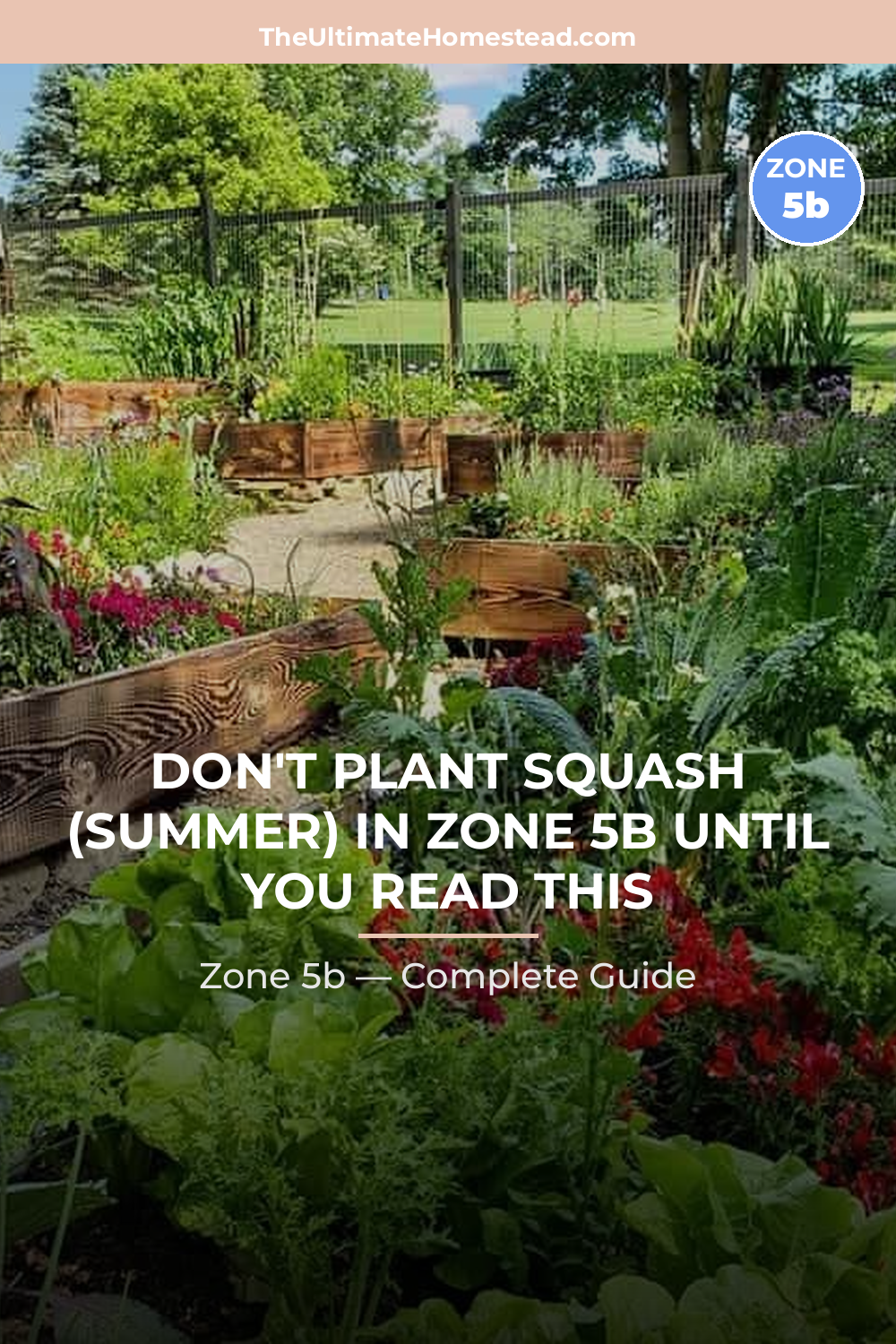 When to Plant Squash (Summer) in Zone 5b