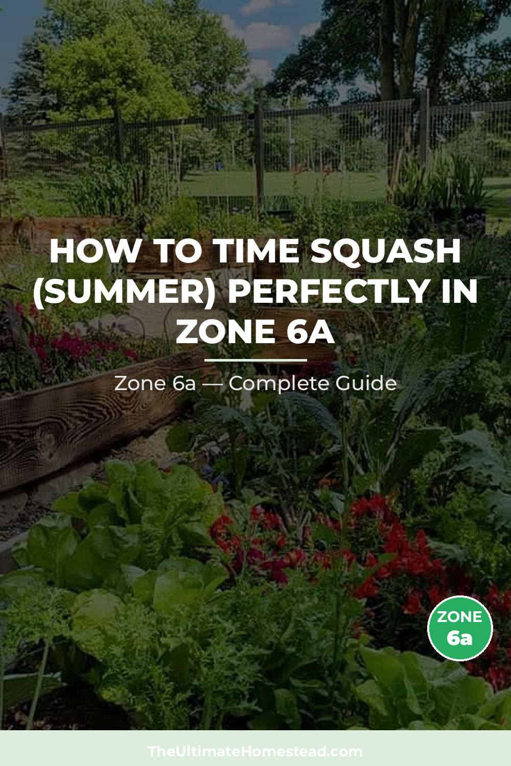When to Plant Squash (Summer) in Zone 6a