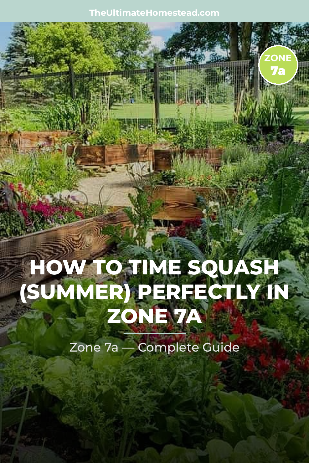 When to Plant Squash (Summer) in Zone 7a