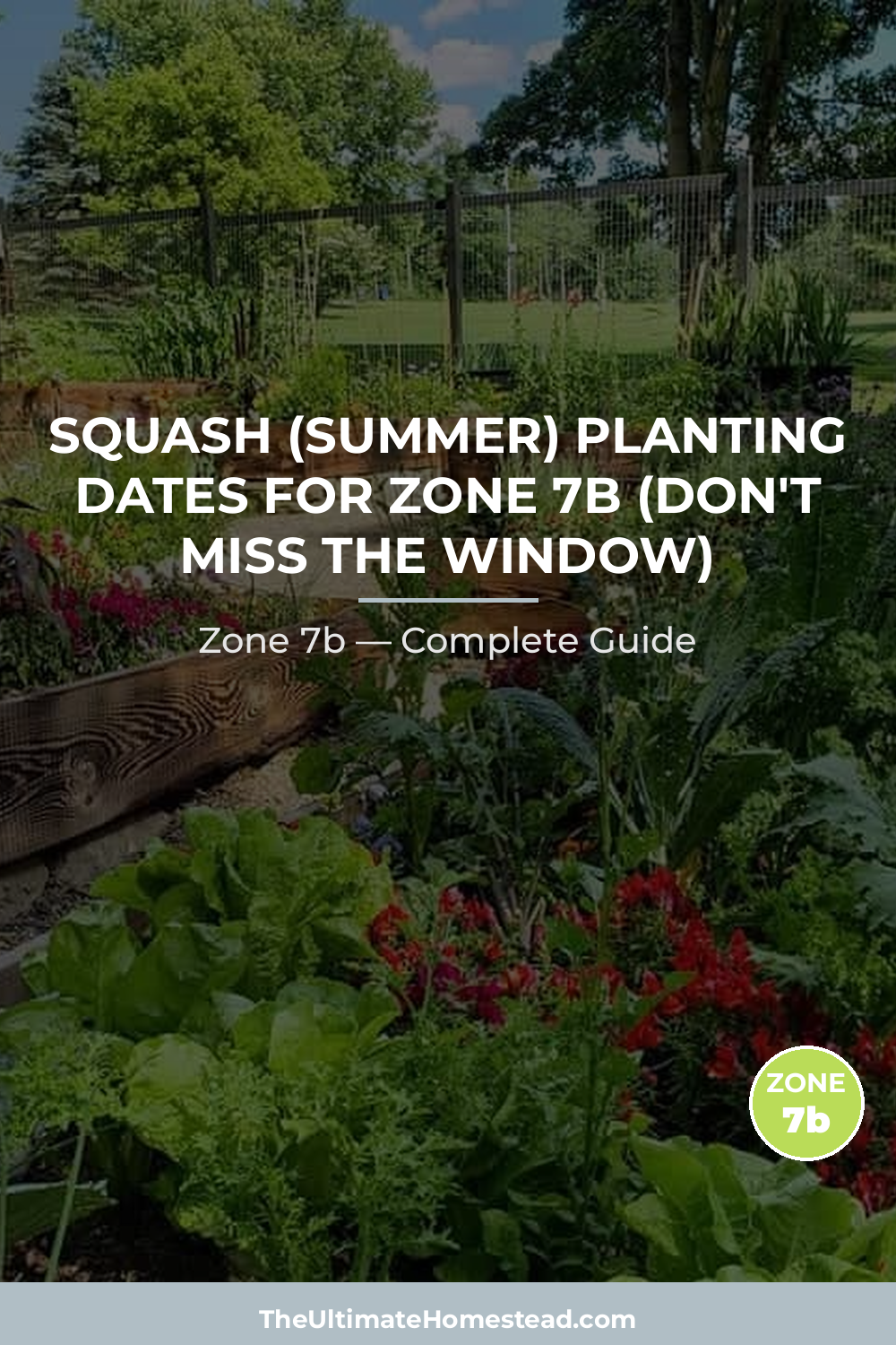 When to Plant Squash (Summer) in Zone 7b