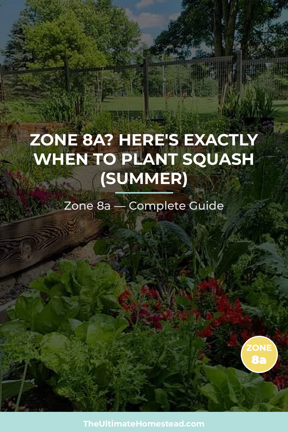 When to Plant Squash (Summer) in Zone 8a