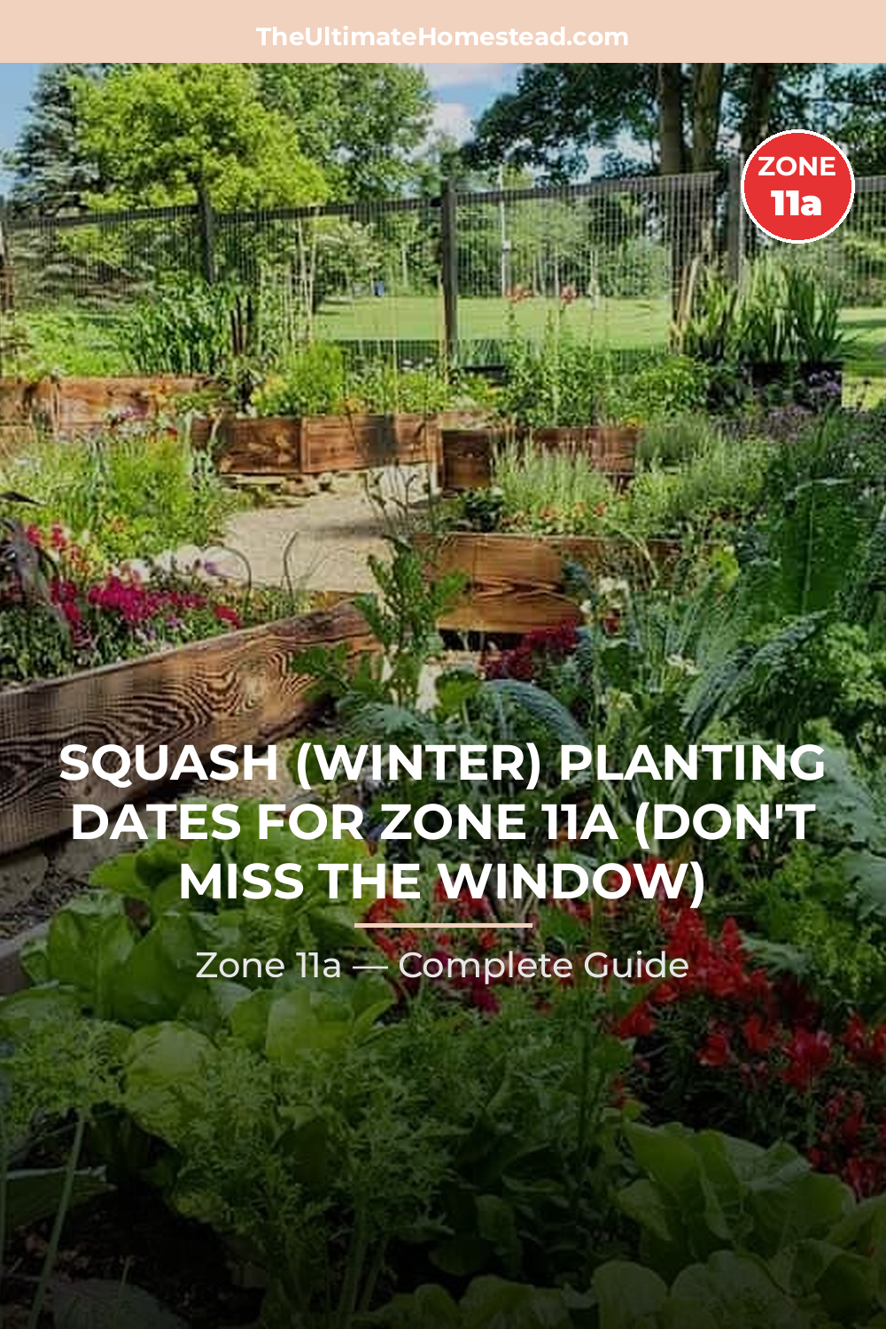 When to Plant Squash (Winter) in Zone 11a