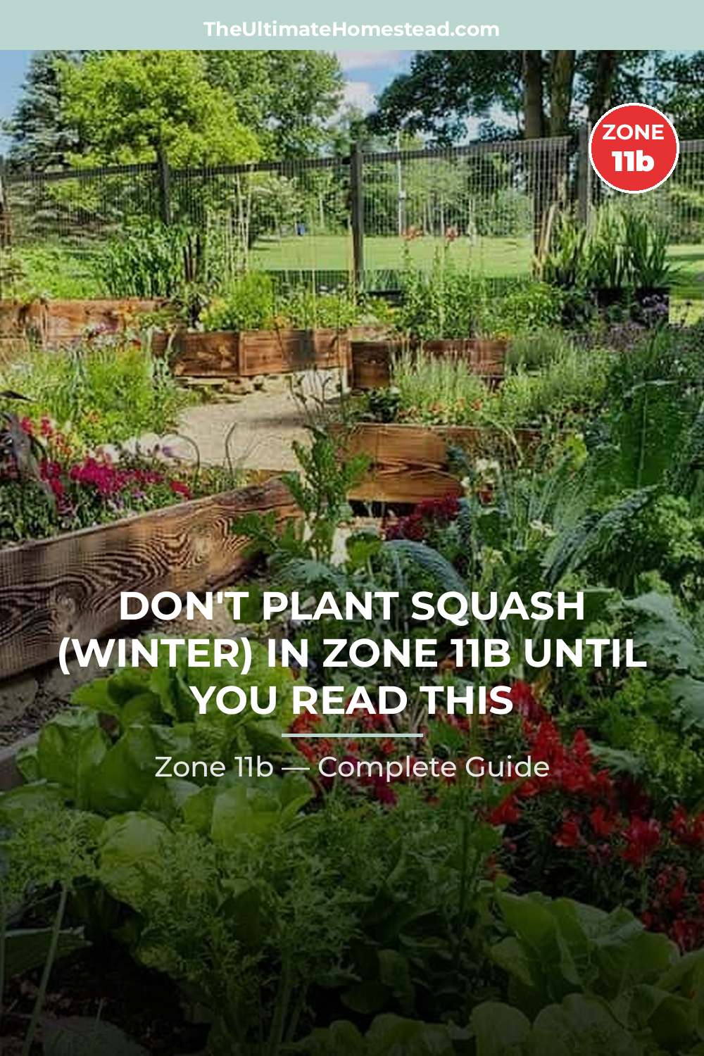 When to Plant Squash (Winter) in Zone 11b