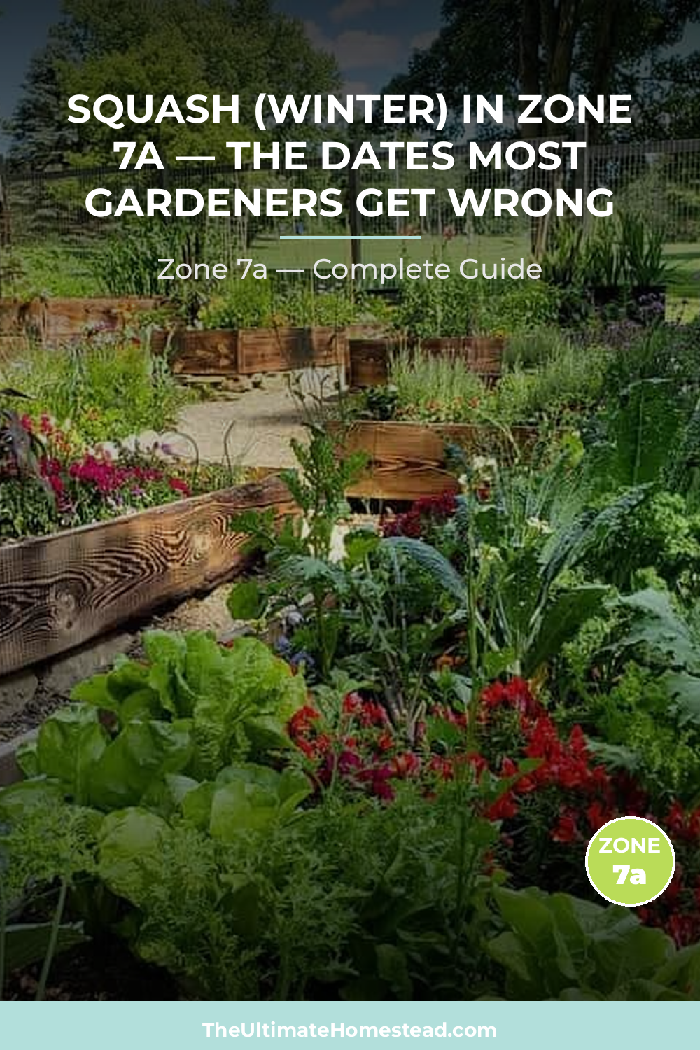 When to Plant Squash (Winter) in Zone 7a