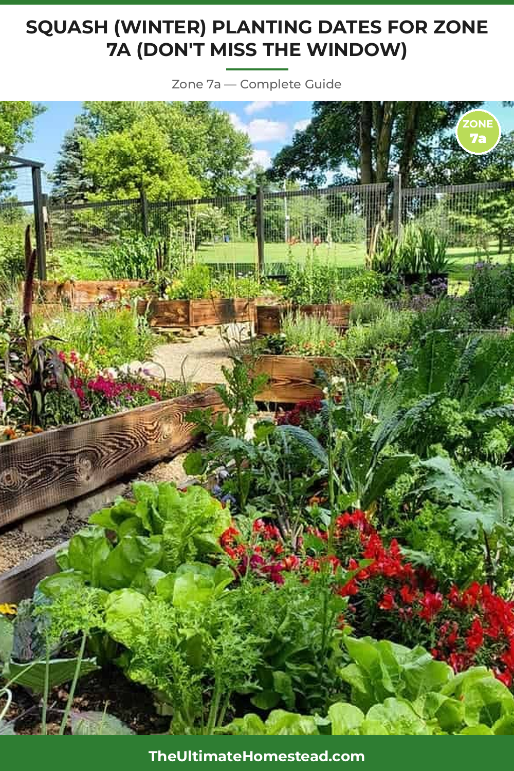 When to Plant Squash (Winter) in Zone 7a