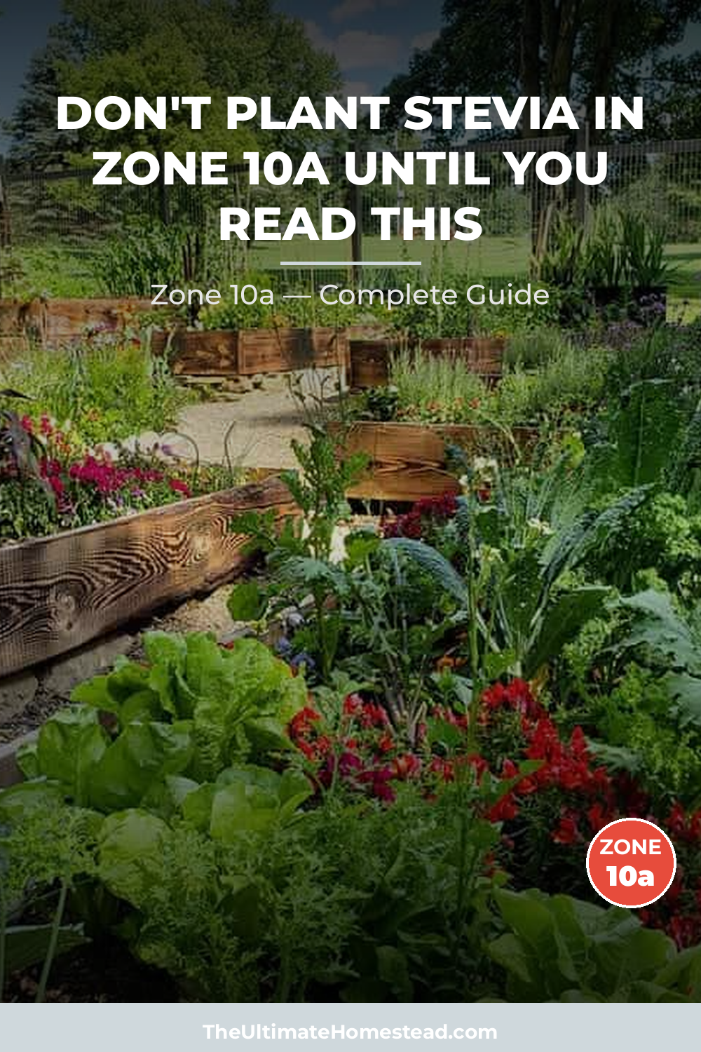 When to Plant Stevia in Zone 10a