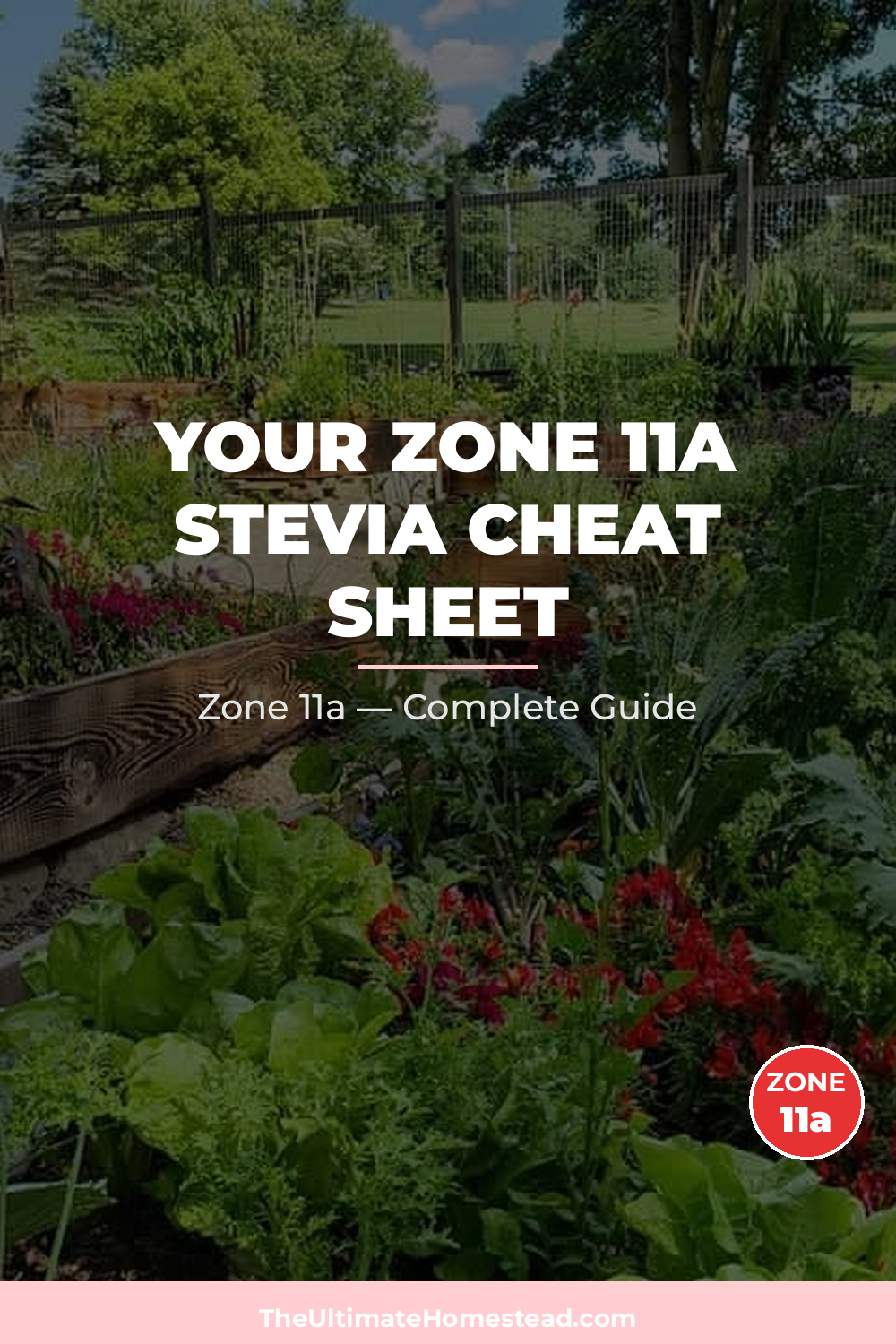When to Plant Stevia in Zone 11a