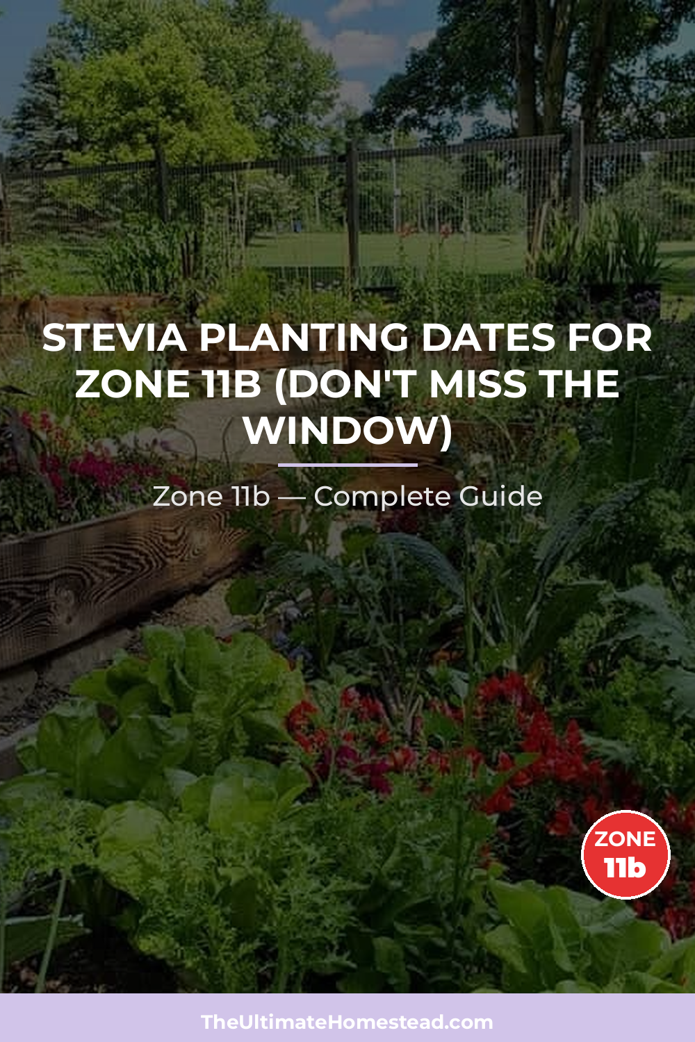 When to Plant Stevia in Zone 11b