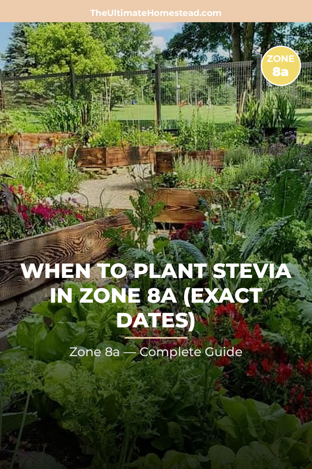 When to Plant Stevia in Zone 8a