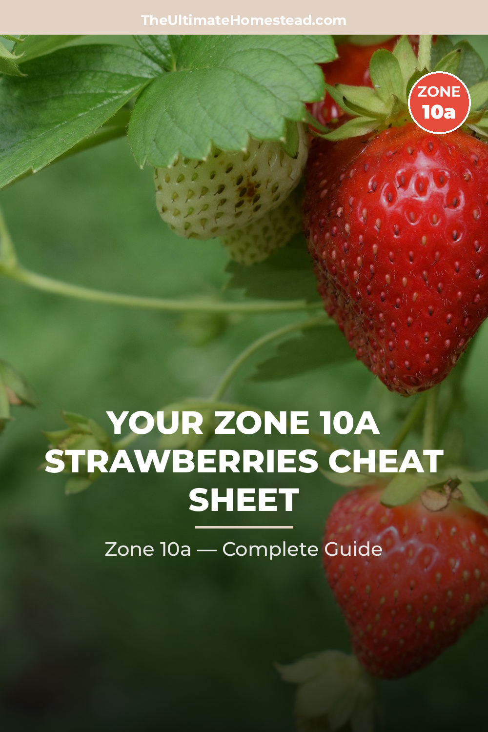 When to Plant Strawberries in Zone 10a