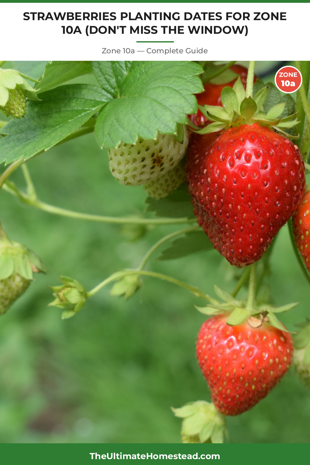 When to Plant Strawberries in Zone 10a