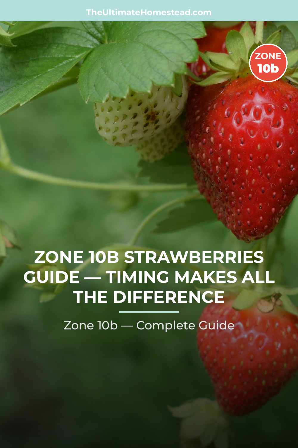 When to Plant Strawberries in Zone 10b
