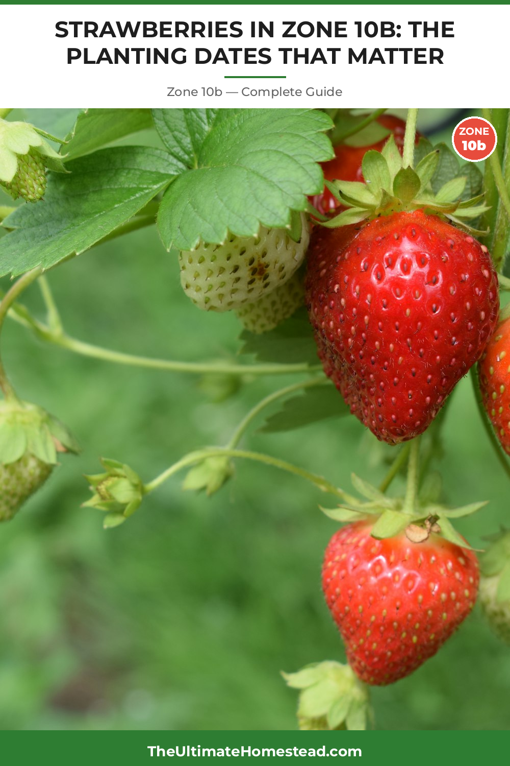 When to Plant Strawberries in Zone 10b