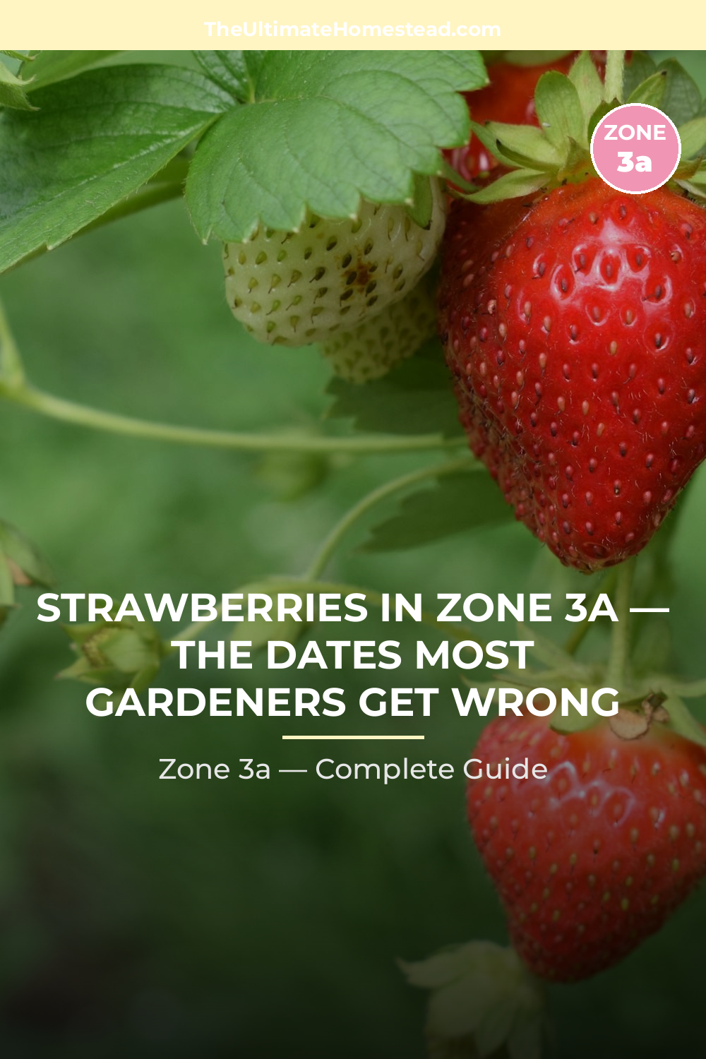 When to Plant Strawberries in Zone 3a