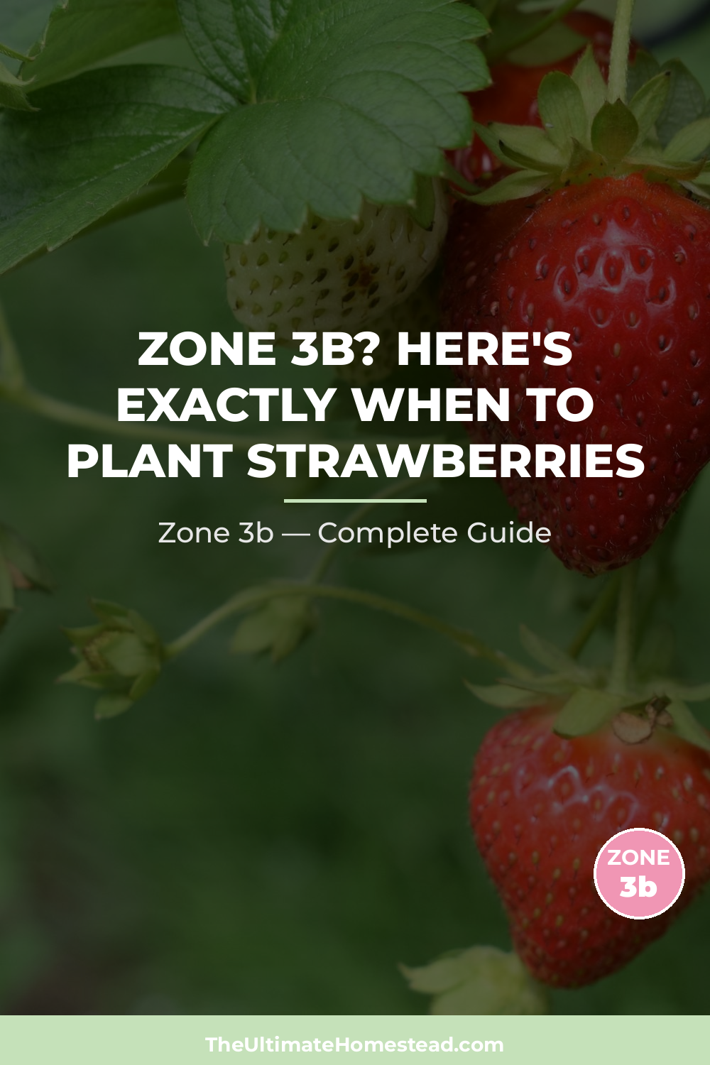 When to Plant Strawberries in Zone 3b