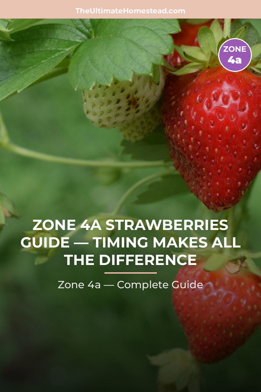 When to Plant Strawberries in Zone 4a