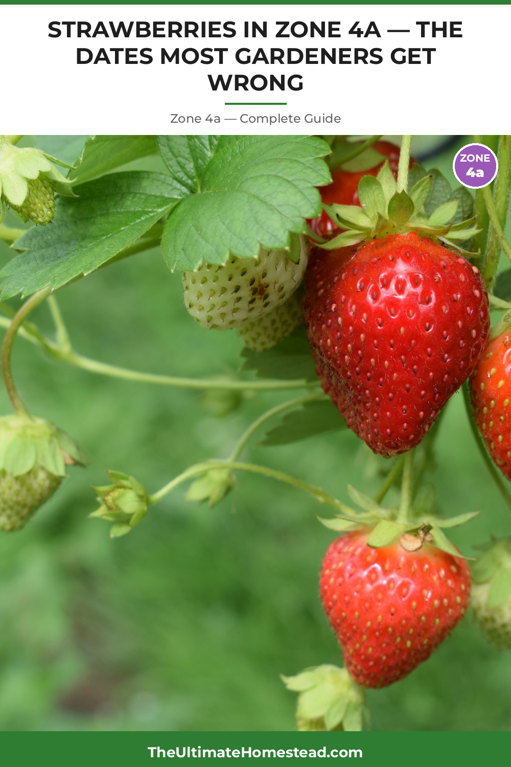 When to Plant Strawberries in Zone 4a