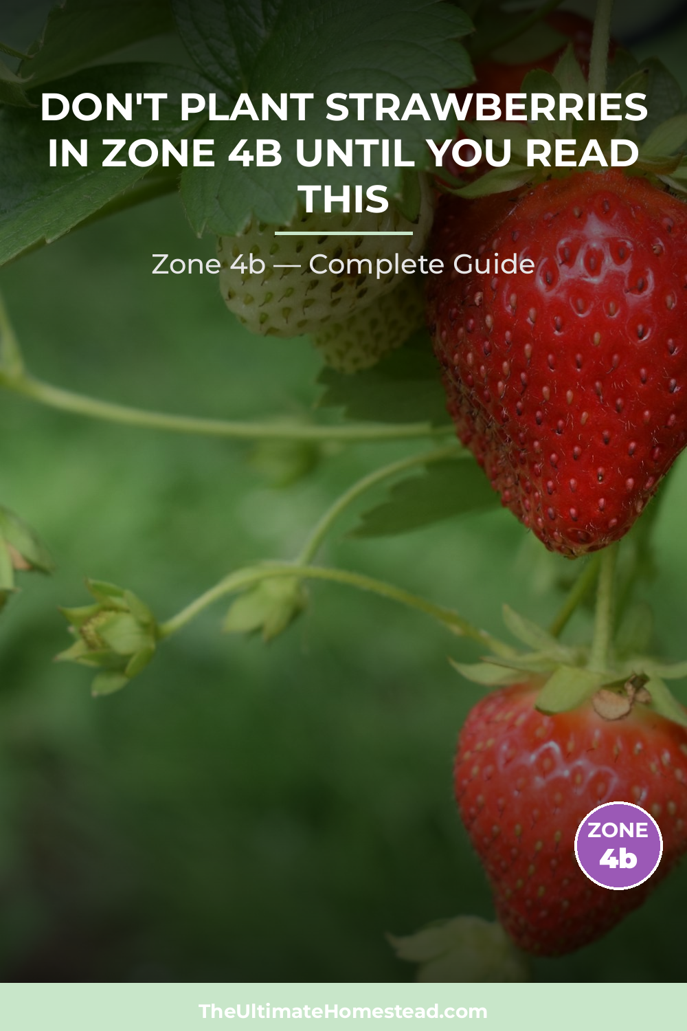 When to Plant Strawberries in Zone 4b