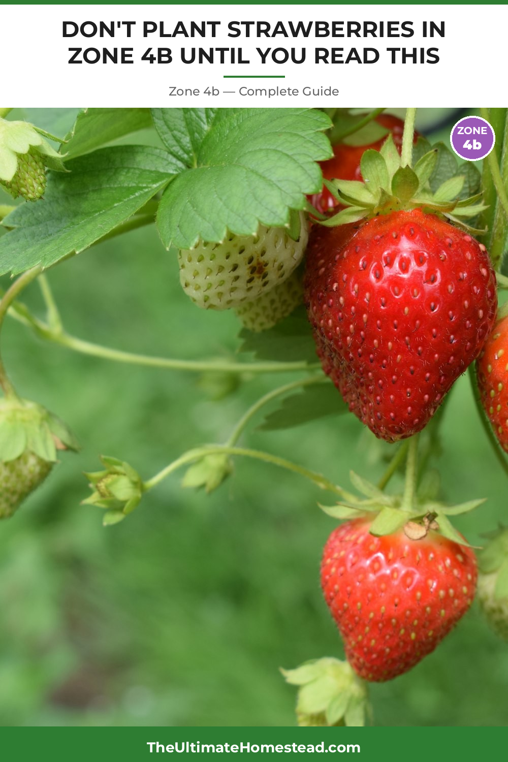 When to Plant Strawberries in Zone 4b
