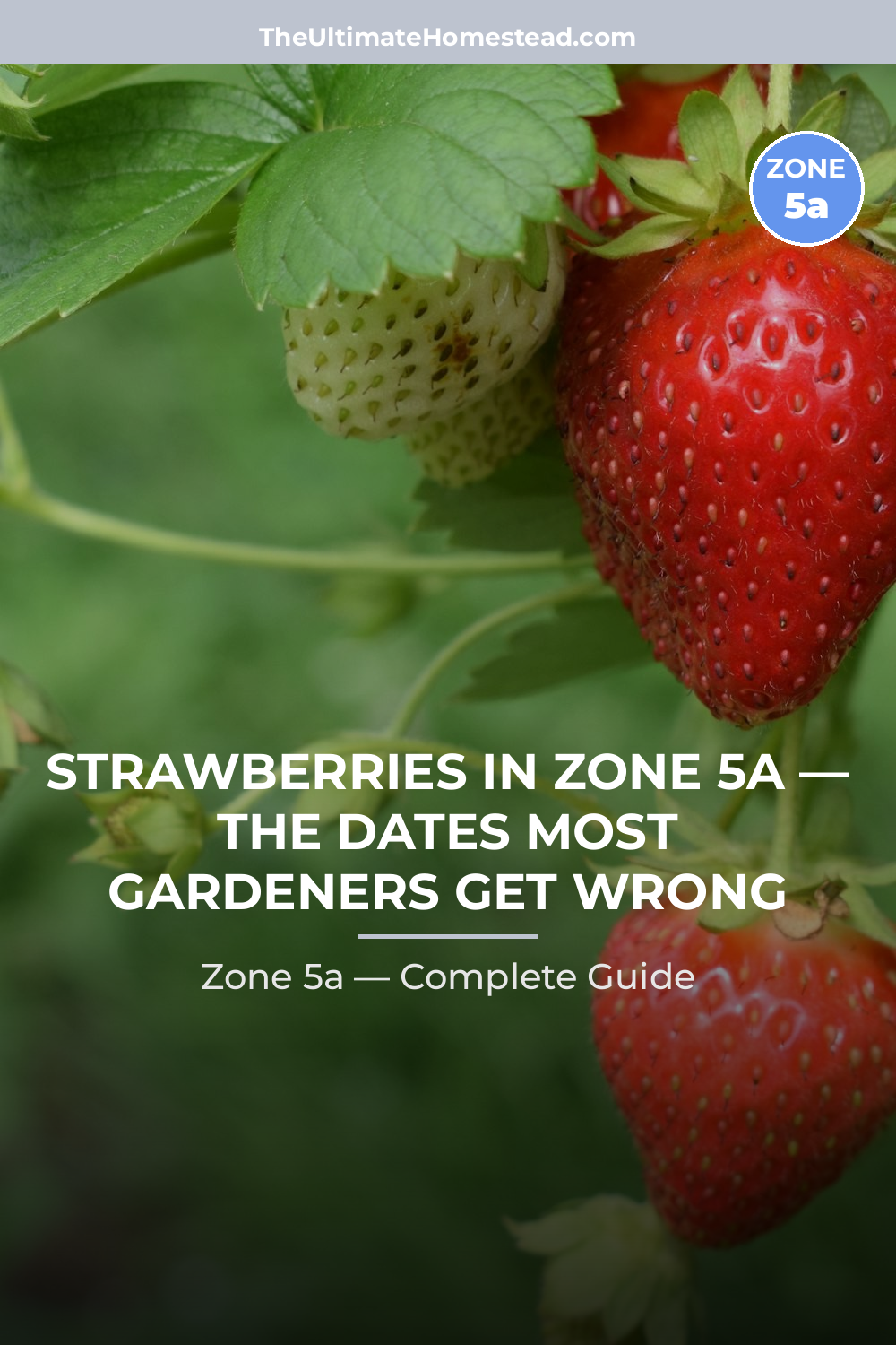 When to Plant Strawberries in Zone 5a