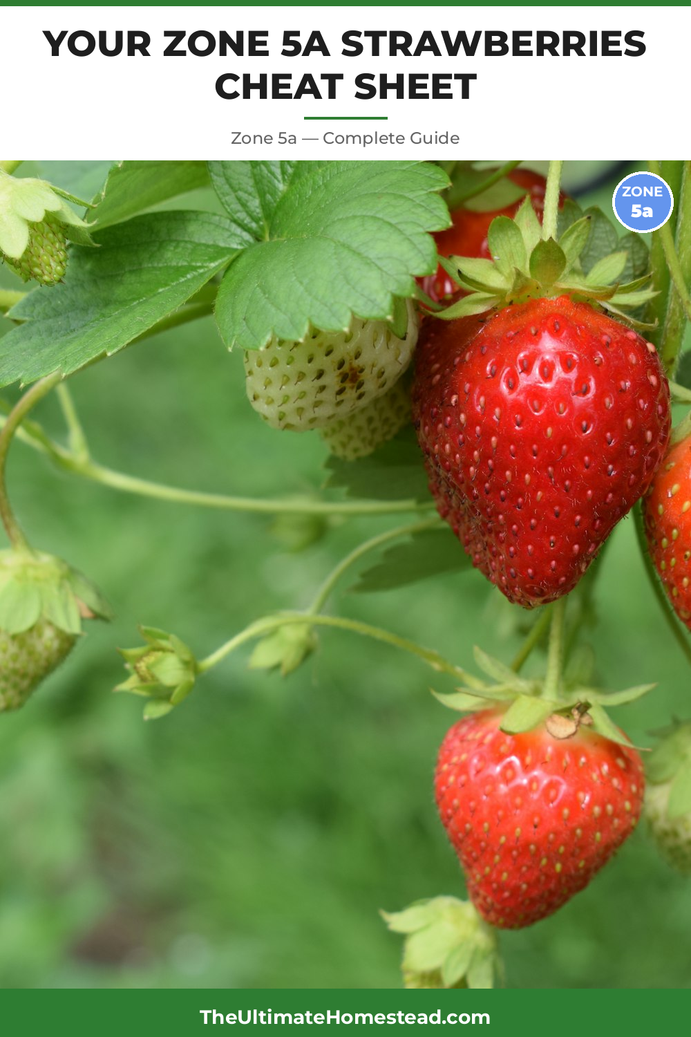 When to Plant Strawberries in Zone 5a
