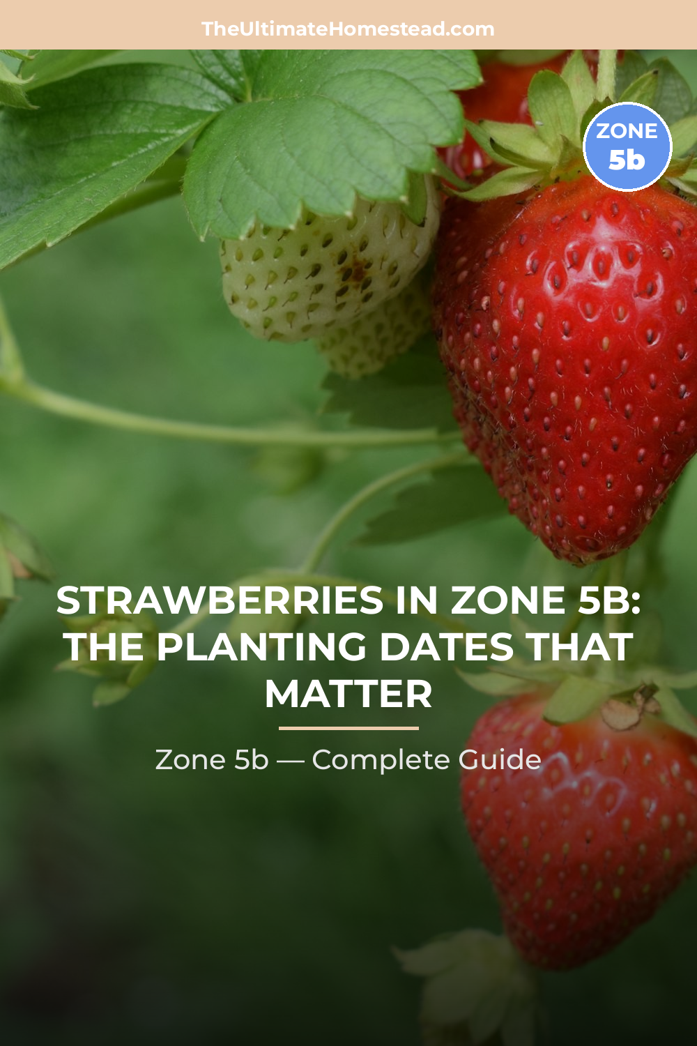 When to Plant Strawberries in Zone 5b