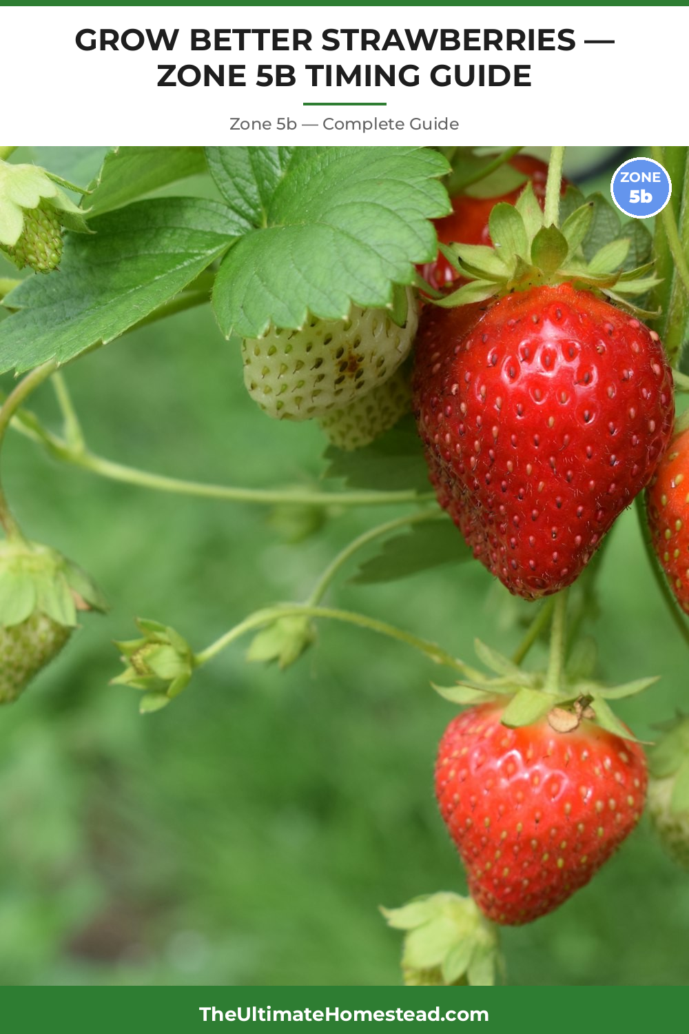 When to Plant Strawberries in Zone 5b