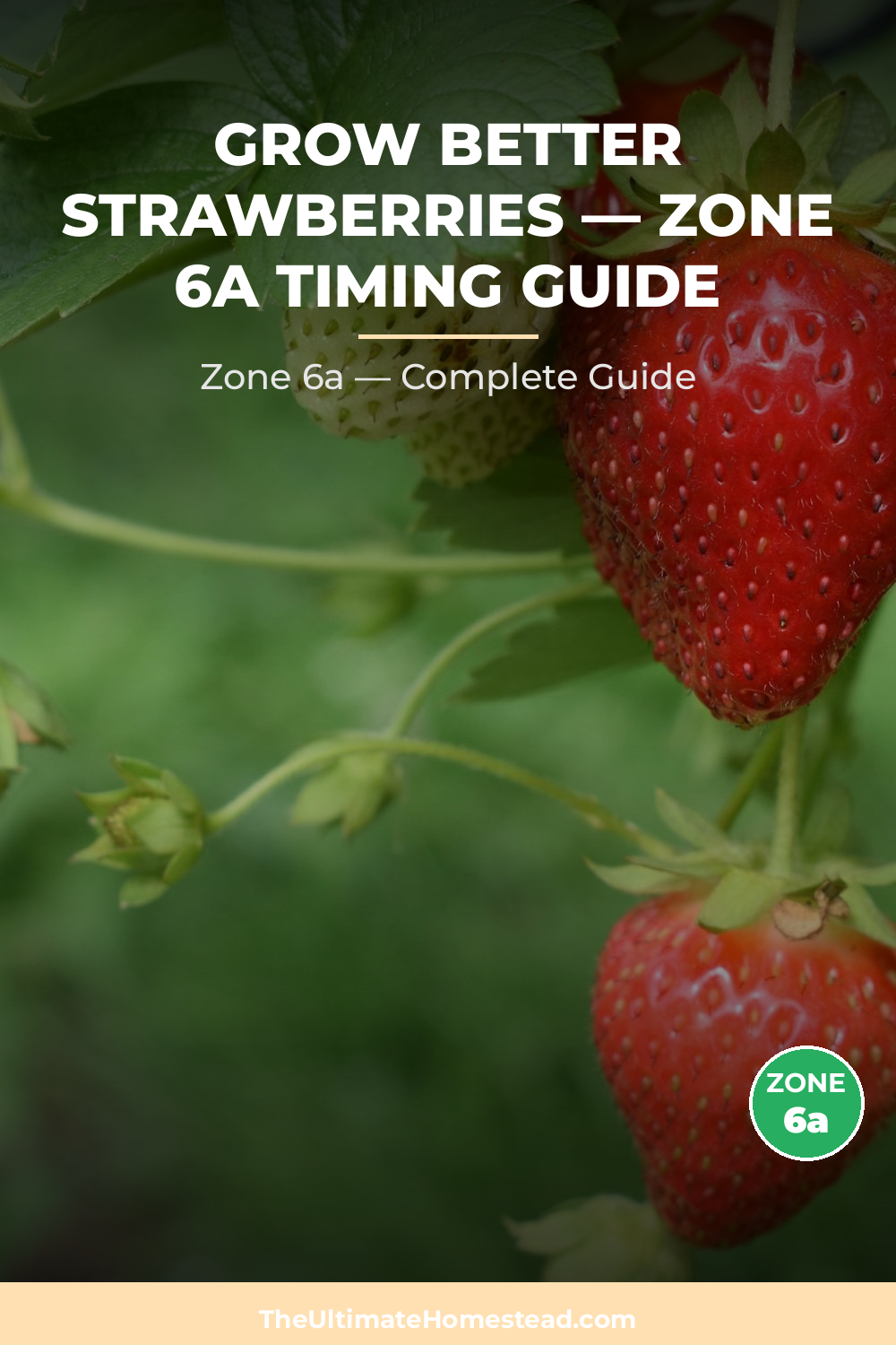When to Plant Strawberries in Zone 6a