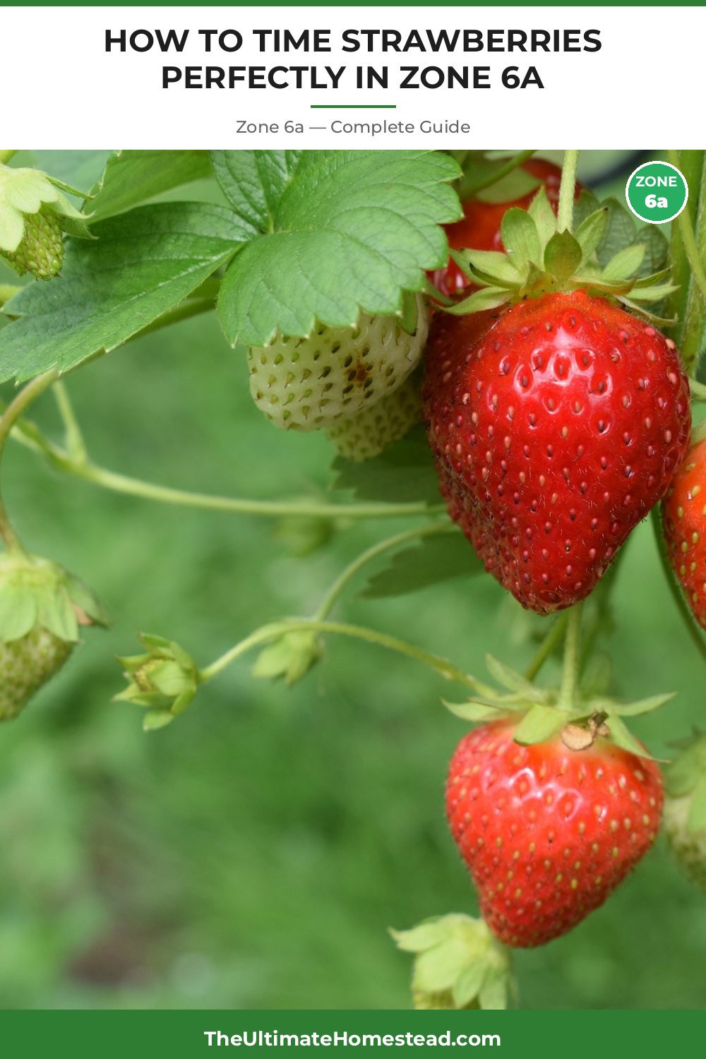 When to Plant Strawberries in Zone 6a
