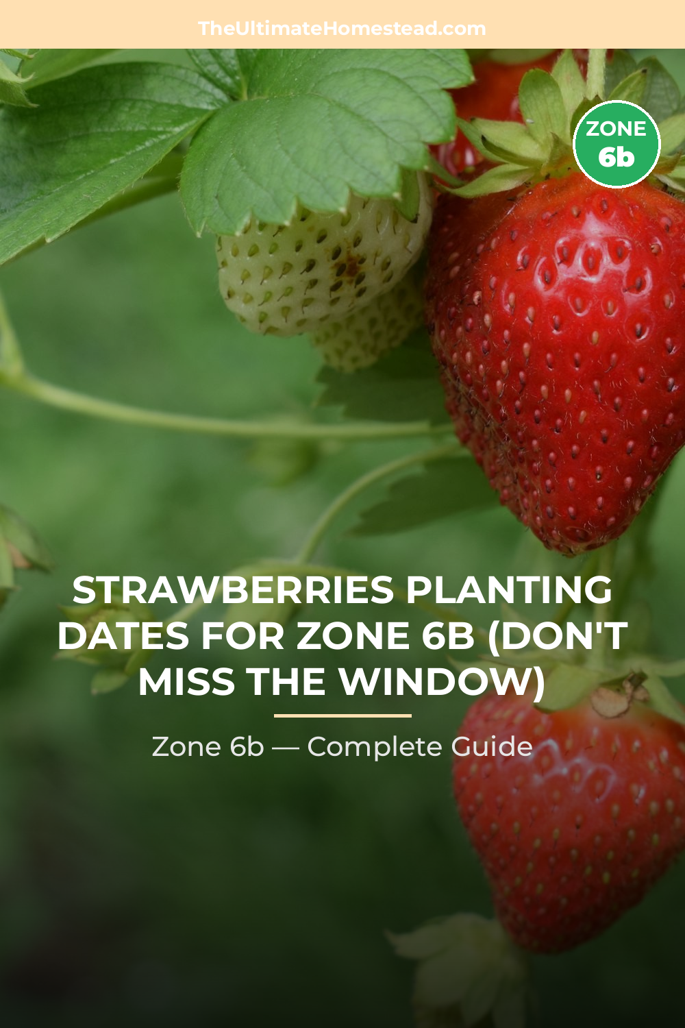 When to Plant Strawberries in Zone 6b