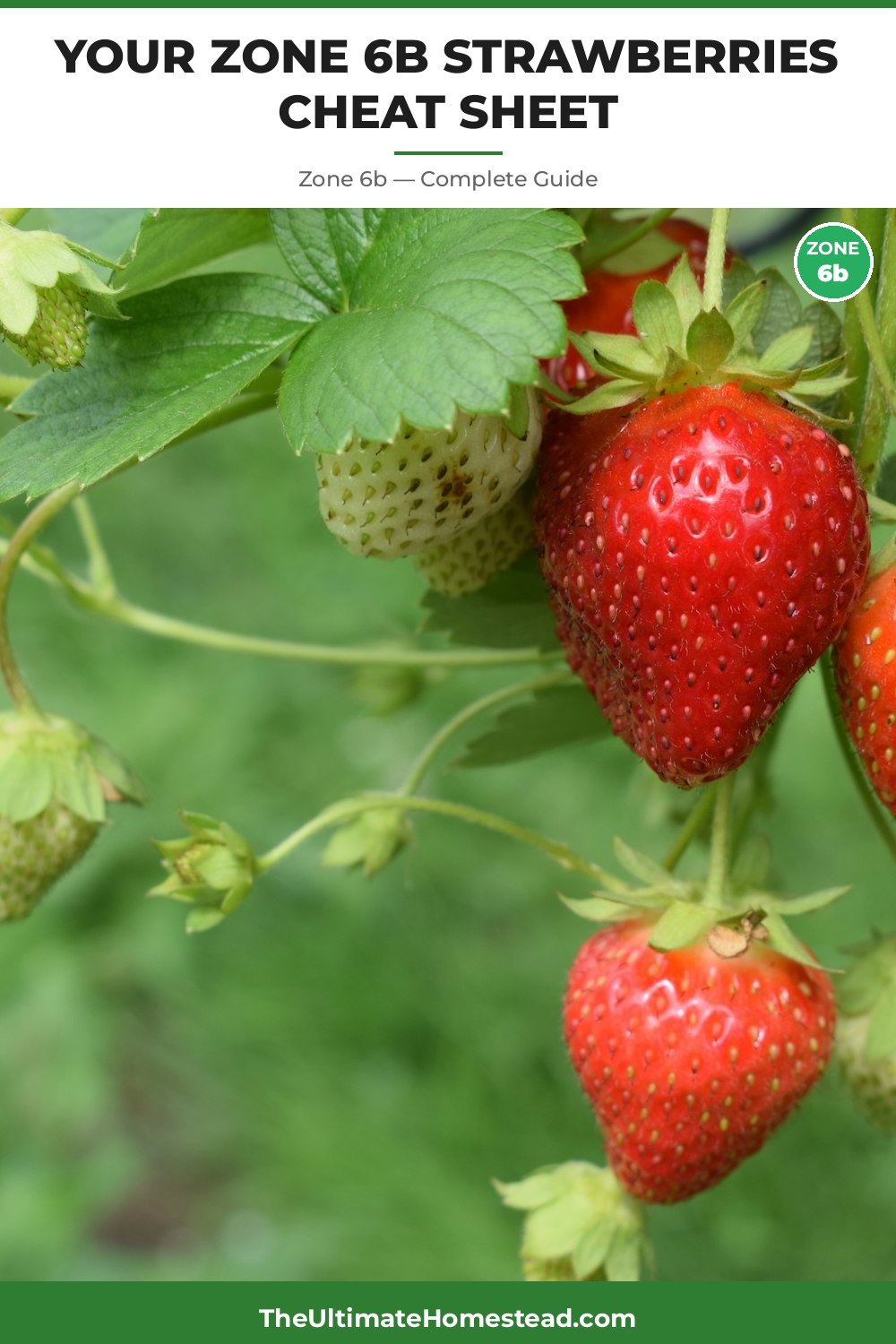 When to Plant Strawberries in Zone 6b
