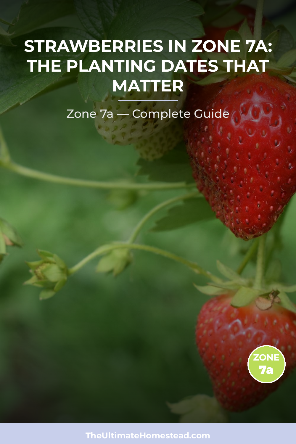 When to Plant Strawberries in Zone 7a