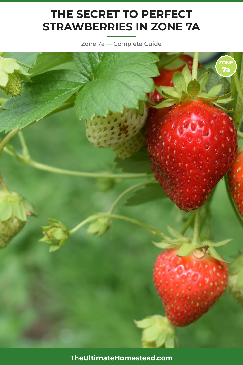 When to Plant Strawberries in Zone 7a