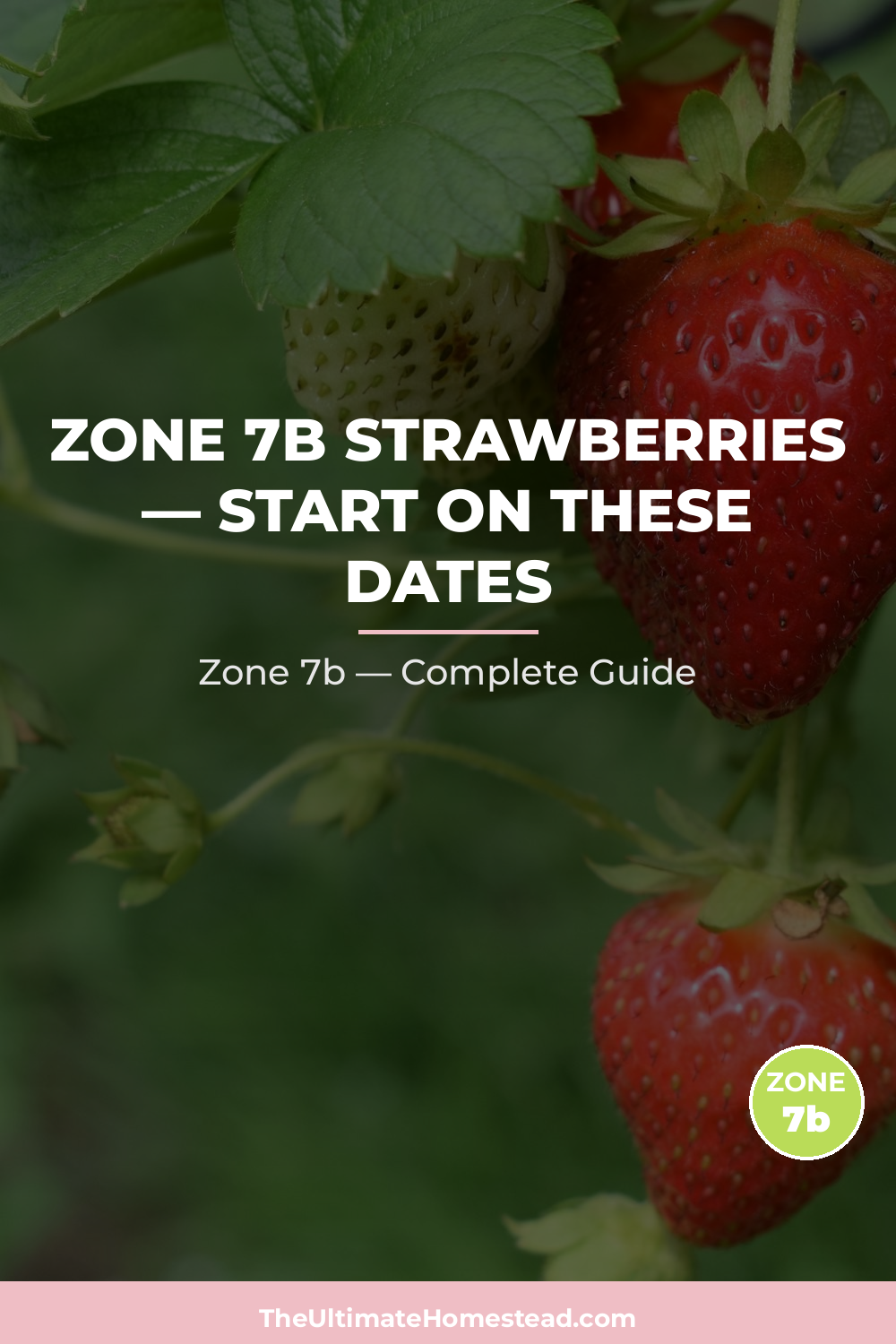 When to Plant Strawberries in Zone 7b