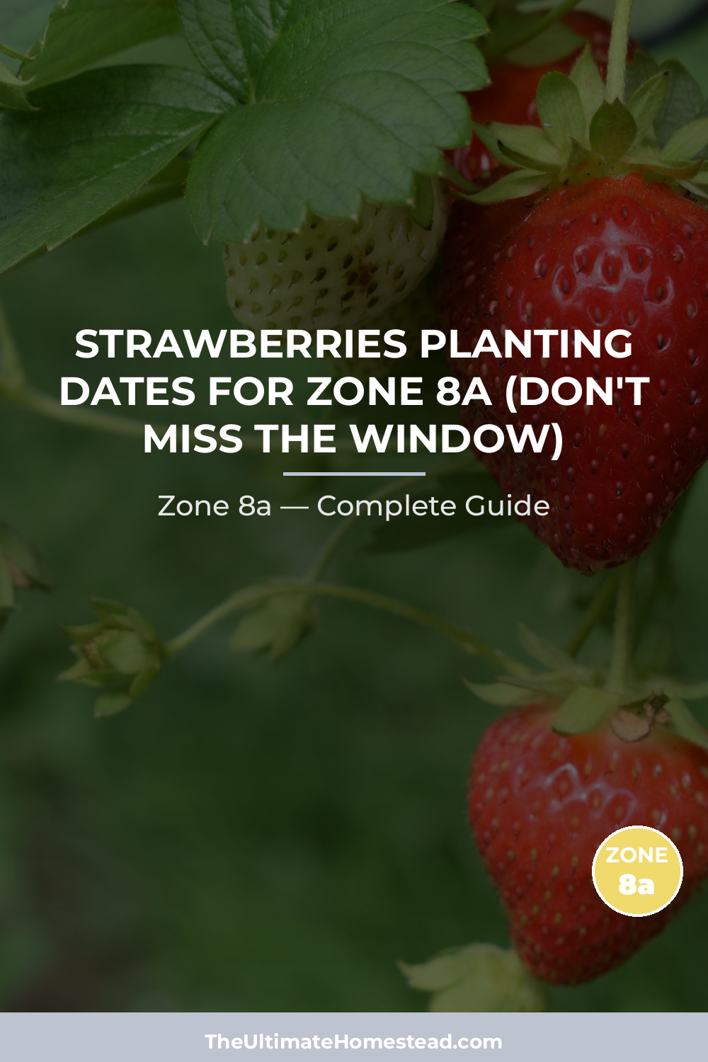 When to Plant Strawberries in Zone 8a