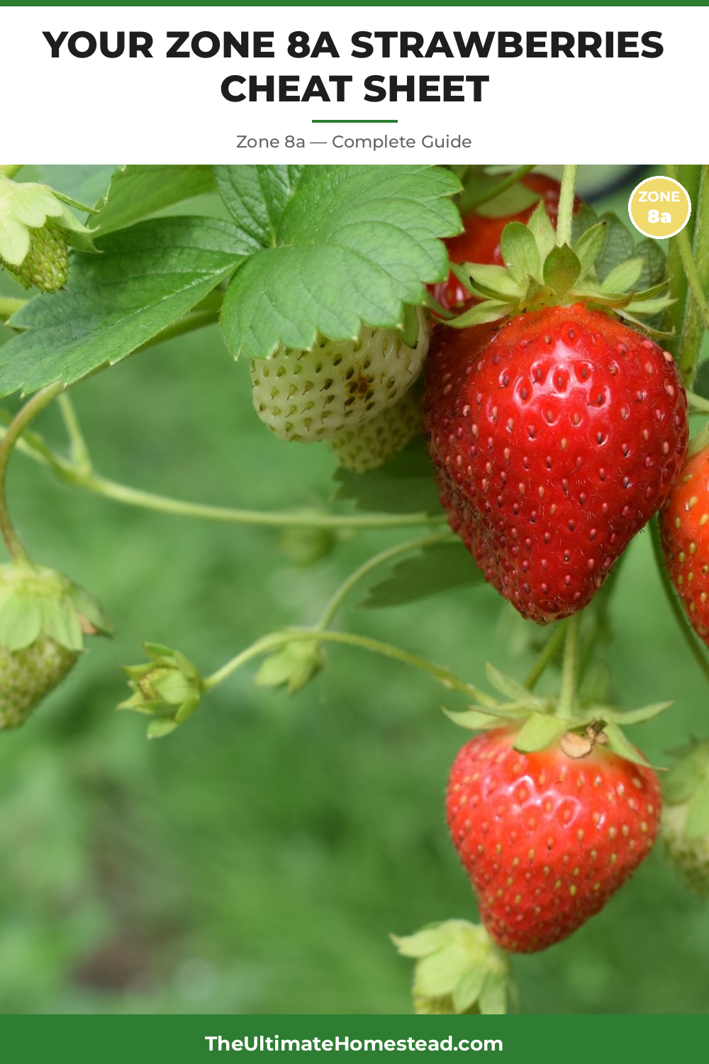 When to Plant Strawberries in Zone 8a