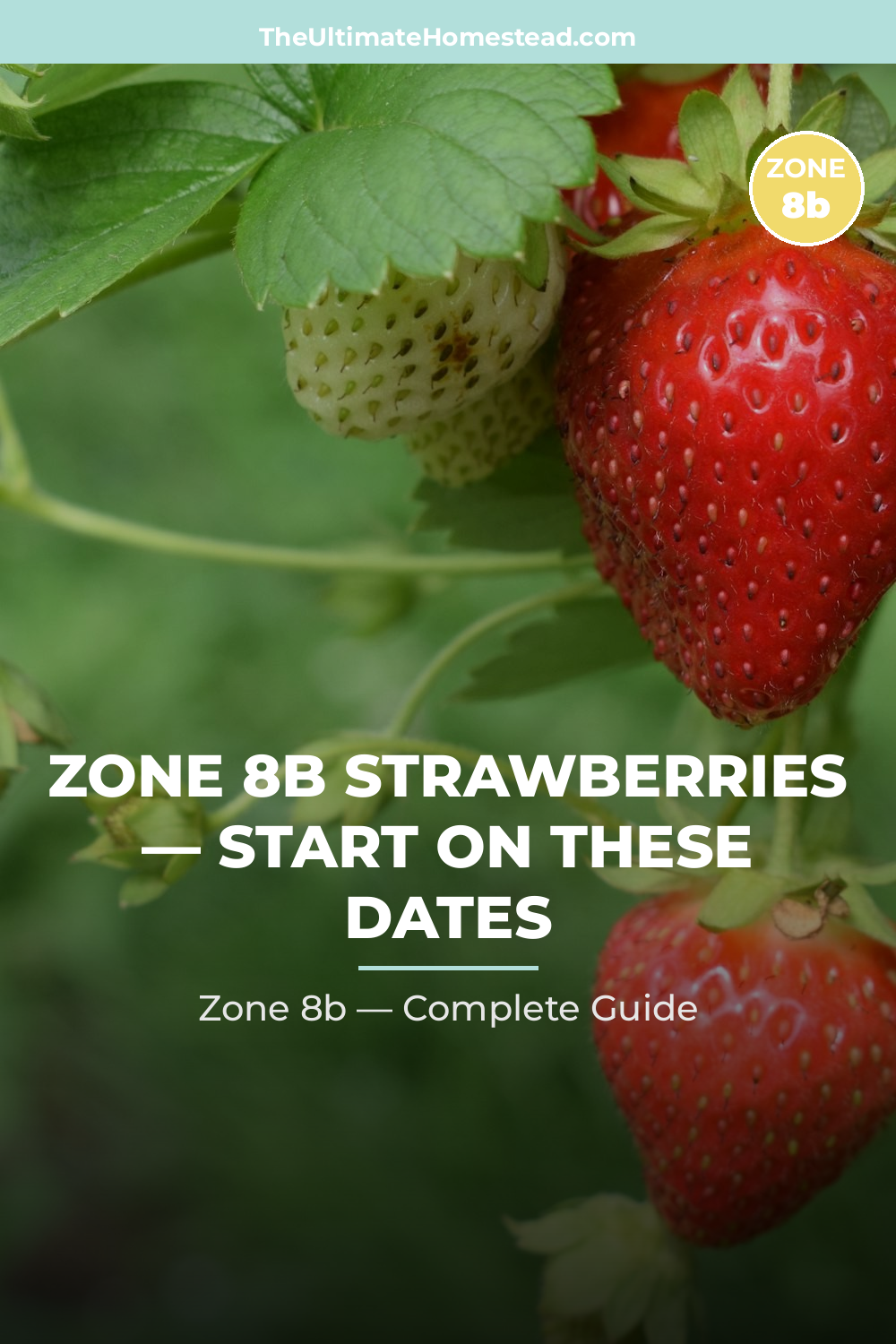 When to Plant Strawberries in Zone 8b